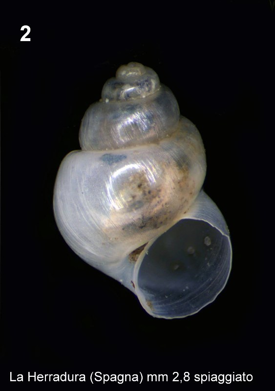 Identificazione piccoli molluschi spagnoli spiaggiati